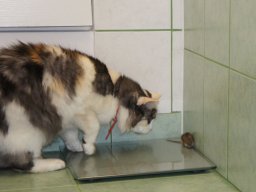 Hodowla psów ma swoje odmiany