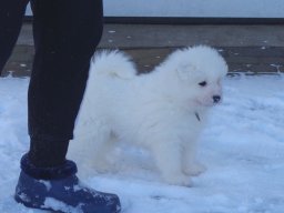 Szczenięta LL- KERRIA &raquo; LUCKY LOUIS- Silver