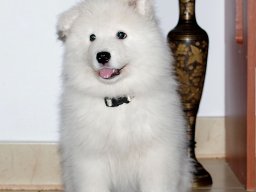 Szczenięta LL- KERRIA &raquo; LADY LUCIA- Gold