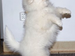 LADY LUCIA- Gold- 10 tygodni