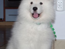 Szczenięta LL- KERRIA &raquo; LUCKY LORD- Green