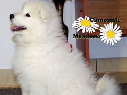 Szczenięta LL- KERRIA &raquo; LADY LEA- Red